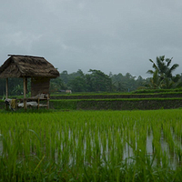 Photo de Bali - Balade, Garuda et spectacle